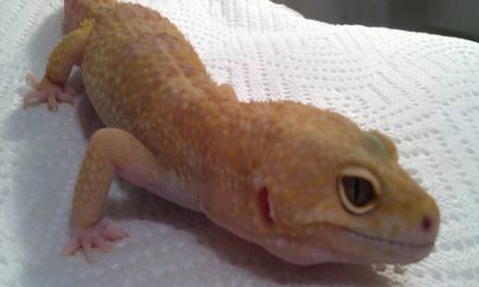 What Do Leopard Geckos Eat?