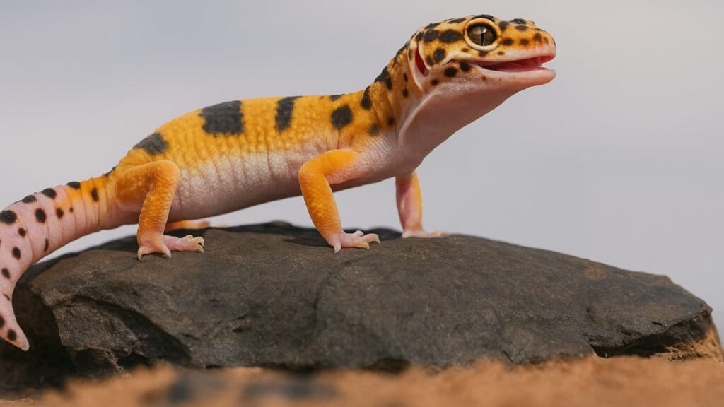 Leopard gecko with a healthy fat tail