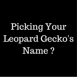 List Of Leopard Gecko Names Leopardgeckolandcom - cool dark names for boys