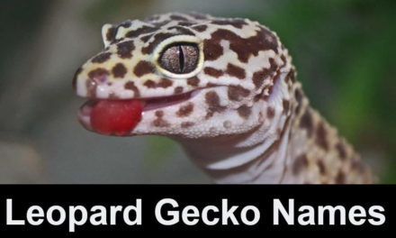 Leopard Gecko Names – The Big List, 243 Cute & Cool Names