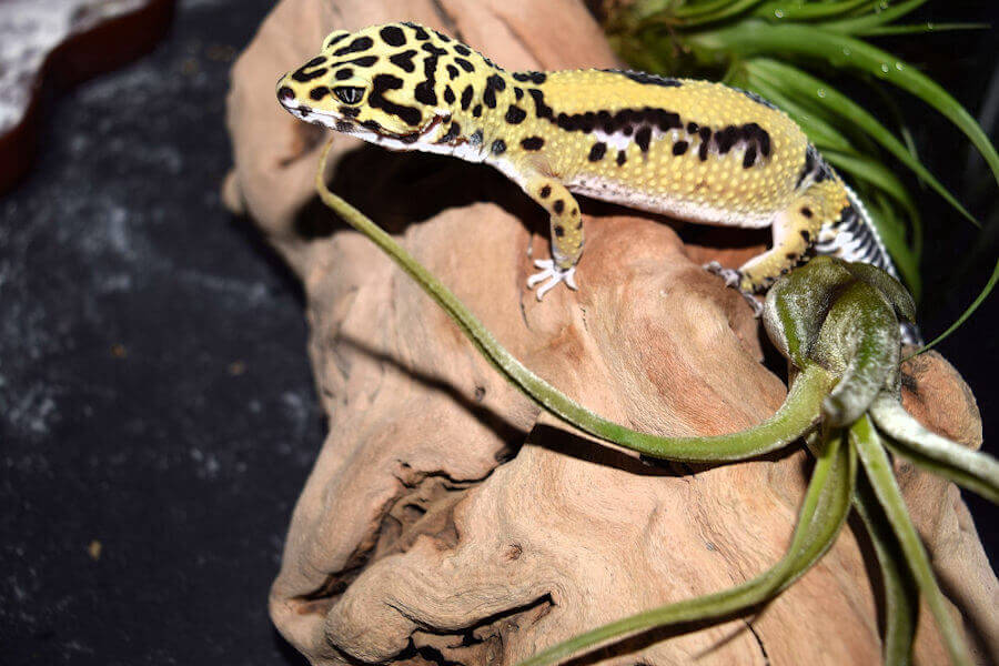 Best Tank For Your Leopard Gecko