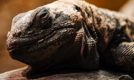 Creating Your Ideal Leopard Gecko Enclosure Design
