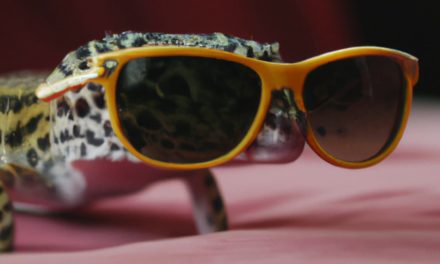 Leopard Gecko Lighting Needs
