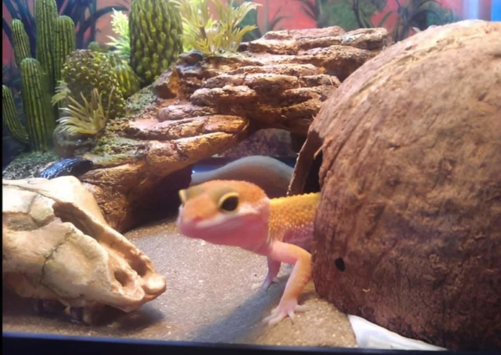 Sly coming out of her coconut hide.