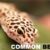 leopard gecko behavior